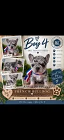 Boy 4, a male French Bulldog for sale in Idaho Falls, ID – 1 of 2
