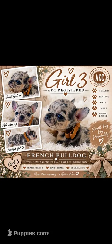 Girl 3 – French Bulldog puppy on hold in Idaho Falls, ID