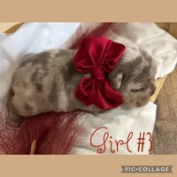 Girl #3, a female French Bulldog for sale in Idaho Falls, ID – 2 of 3