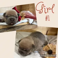 Girl #1, a female French Bulldog for sale in Idaho Falls, ID – 2 of 4
