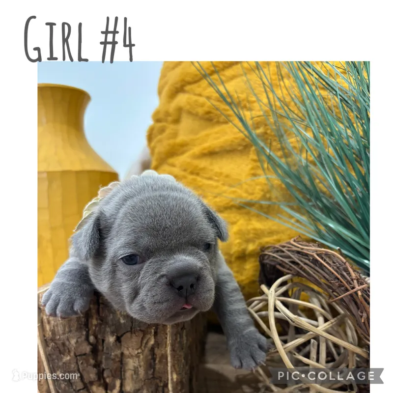 Girl #4 – French Bulldog puppy for sale in Idaho Falls, ID