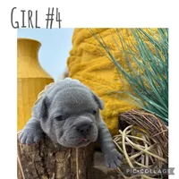 Girl #4, a female French Bulldog for sale in Idaho Falls, ID – 1 of 3