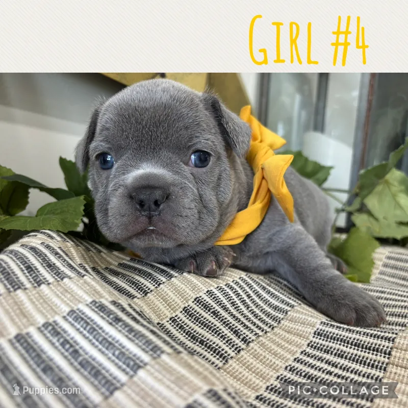 Girl #4 – French Bulldog puppy for sale in Idaho Falls, ID