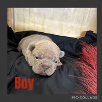 Little Boy, a male French Bulldog for sale in Idaho Falls, ID – 3 of 3