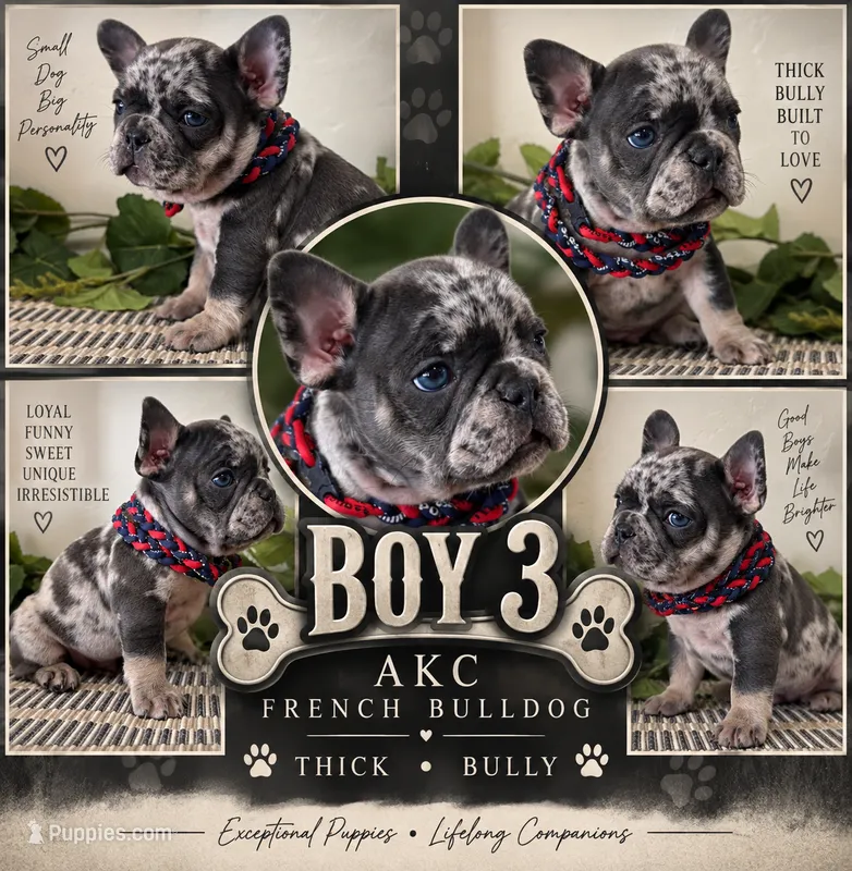 Boy 3 – French Bulldog puppy for sale in Idaho Falls, ID