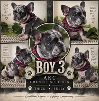 Boy 3, a male French Bulldog for sale in Idaho Falls, ID – 1 of 3
