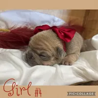 Girl #4, a female French Bulldog for sale in Idaho Falls, ID – 3 of 4