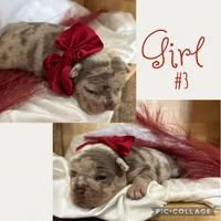 Girl #3, a female French Bulldog for sale in Idaho Falls, ID – 3 of 3