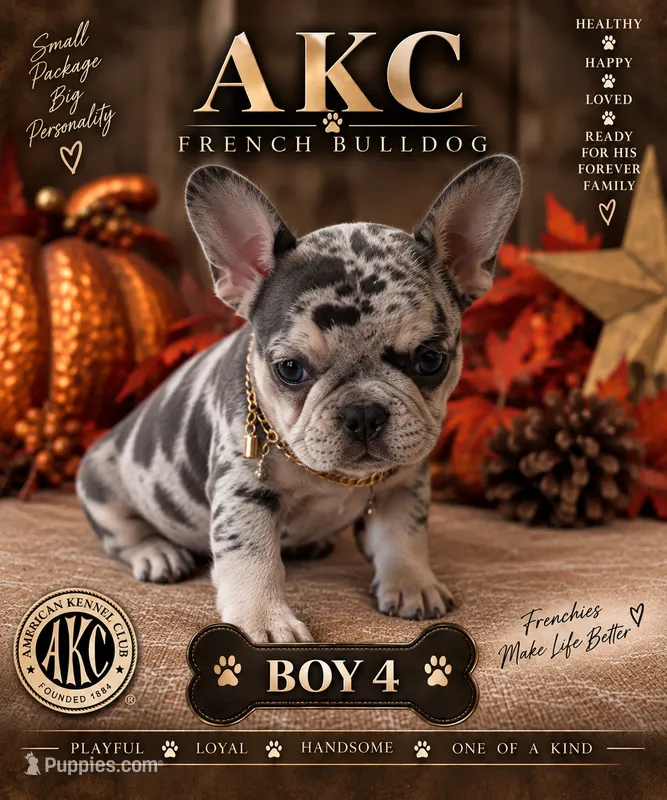 Boy 4 – French Bulldog puppy for sale in Idaho Falls, ID
