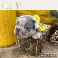 Girl #3, a female French Bulldog for sale in Idaho Falls, ID – 1 of 3