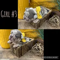 Girl #3, a female French Bulldog for sale in Idaho Falls, ID – 2 of 3