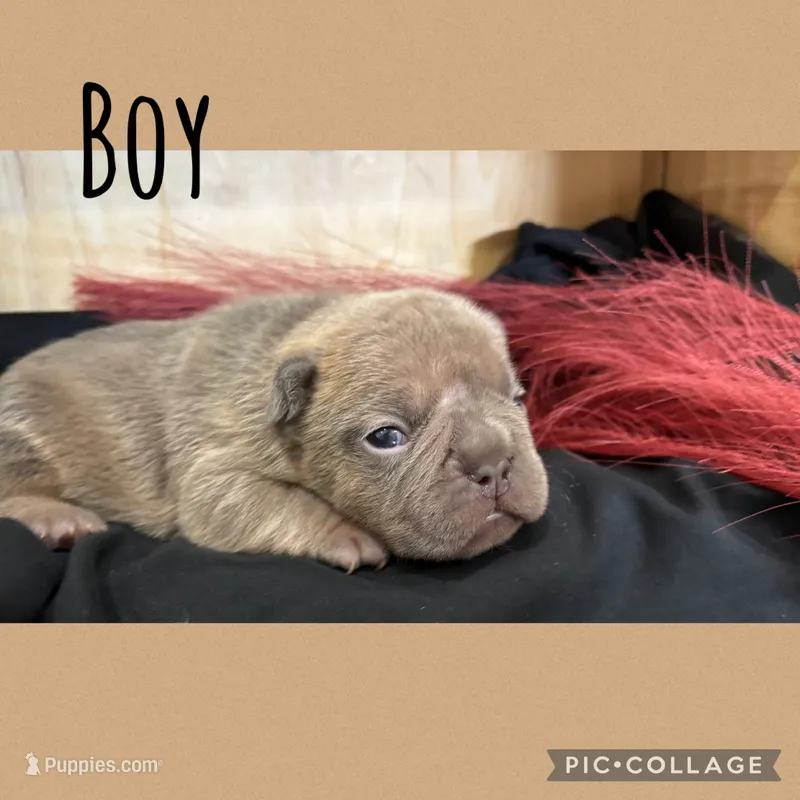Little Boy – French Bulldog puppy for sale in Idaho Falls, ID