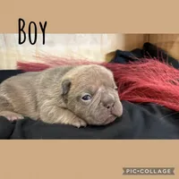 Little Boy, a male French Bulldog for sale in Idaho Falls, ID – 1 of 3