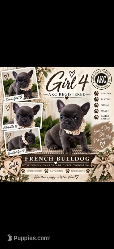 Girl 4 – French Bulldog puppy for sale in Idaho Falls, ID