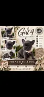 Girl 4, a female French Bulldog for sale in Idaho Falls, ID – 1 of 2