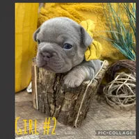 Girl #2, a female French Bulldog for sale in Idaho Falls, ID – 3 of 4
