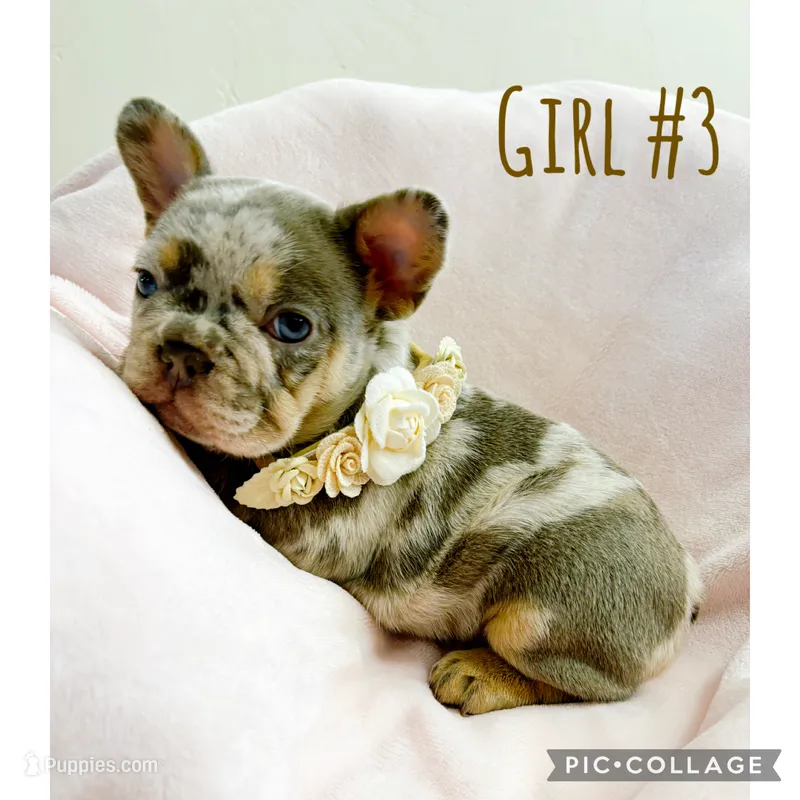 Girl #3 – French Bulldog puppy for sale in Idaho Falls, ID
