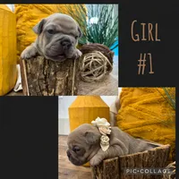 Girl #1, a female French Bulldog for sale in Idaho Falls, ID – 3 of 3