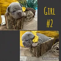 Girl #2, a female French Bulldog for sale in Idaho Falls, ID – 4 of 4