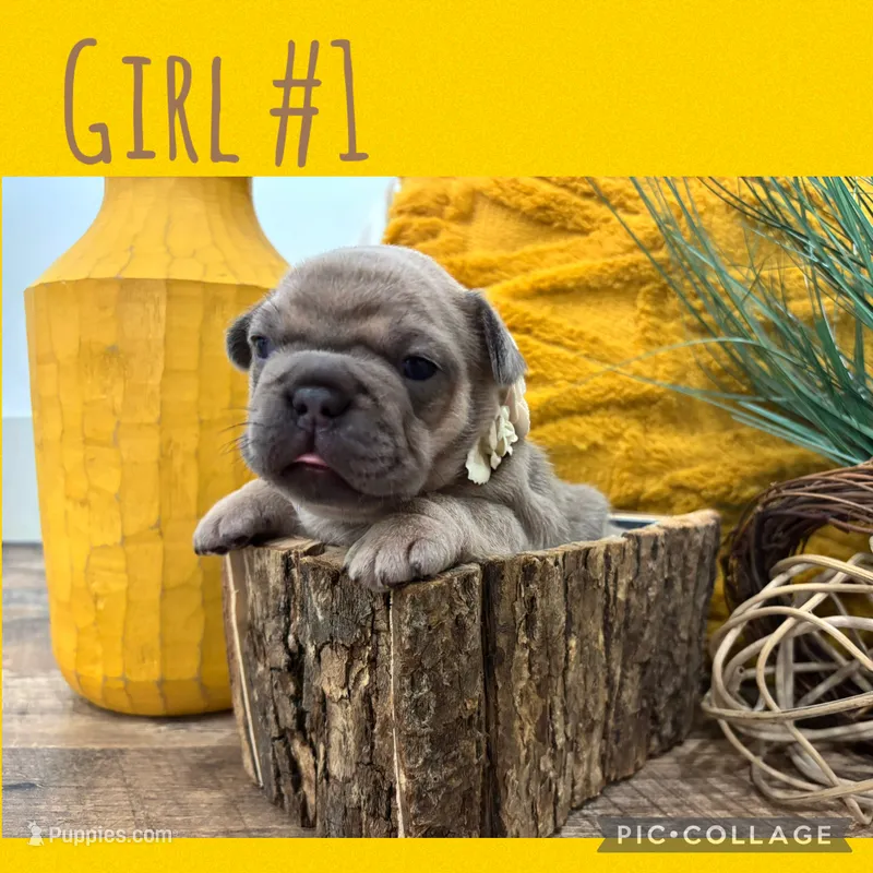 Girl #1 – French Bulldog puppy for sale in Idaho Falls, ID