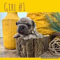 Girl #1, a female French Bulldog for sale in Idaho Falls, ID – 1 of 3