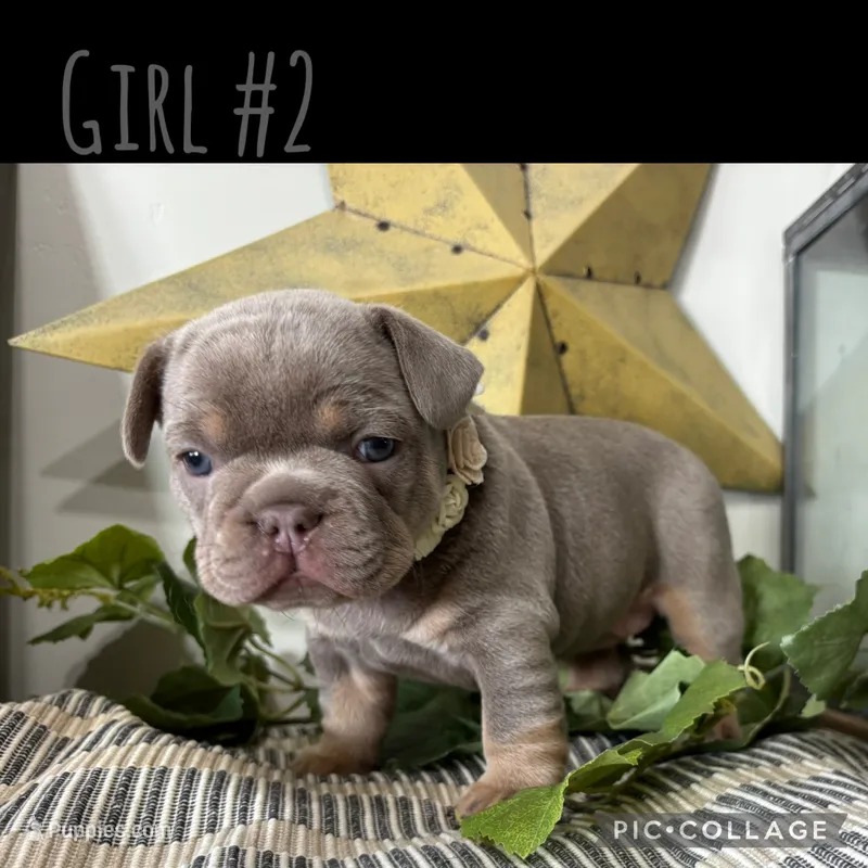 Girl #2 – French Bulldog puppy for sale in Idaho Falls, ID