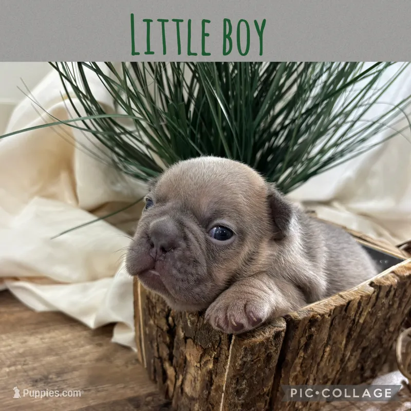 Little Boy – French Bulldog puppy for sale in Idaho Falls, ID
