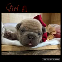 Girl #1, a female French Bulldog for sale in Idaho Falls, ID – 4 of 4