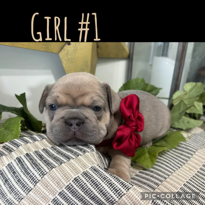 Girl #1 – French Bulldog puppy for sale in Idaho Falls, ID