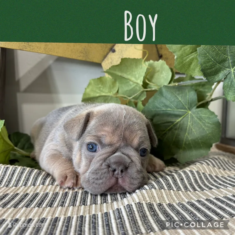 Little Boy – French Bulldog puppy for sale in Idaho Falls, ID