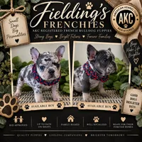 Boy 3, a male French Bulldog for sale in Idaho Falls, ID – 3 of 3