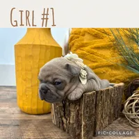 Girl #1, a female French Bulldog for sale in Idaho Falls, ID – 2 of 3