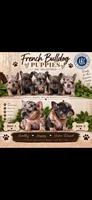 Girl 5, a female French Bulldog for sale in Idaho Falls, ID – 2 of 2