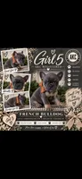 Girl 5, a female French Bulldog for sale in Idaho Falls, ID – 1 of 2