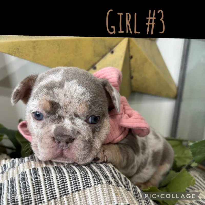 Girl #3 – French Bulldog puppy for sale in Idaho Falls, ID