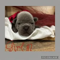 Girl #2, a female French Bulldog for sale in Idaho Falls, ID – 3 of 3
