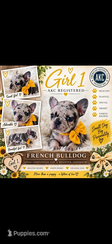 Girl 1 – French Bulldog puppy on hold in Idaho Falls, ID