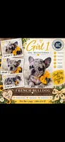 Girl 1, a female French Bulldog for sale in Idaho Falls, ID – 1 of 2