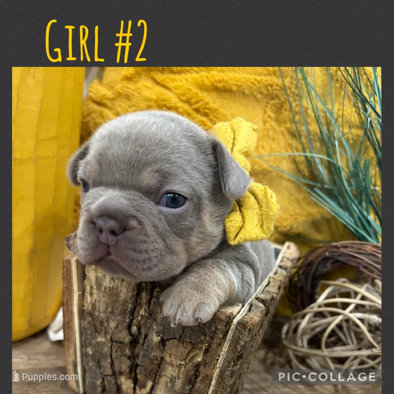 Girl #2 – French Bulldog puppy for sale in Idaho Falls, ID