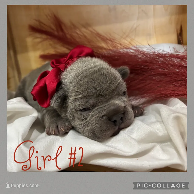 Girl #2 – French Bulldog puppy for sale in Idaho Falls, ID