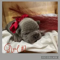Girl #2, a female French Bulldog for sale in Idaho Falls, ID – 1 of 3
