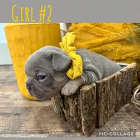 Girl #2, a female French Bulldog for sale in Idaho Falls, ID – 2 of 4