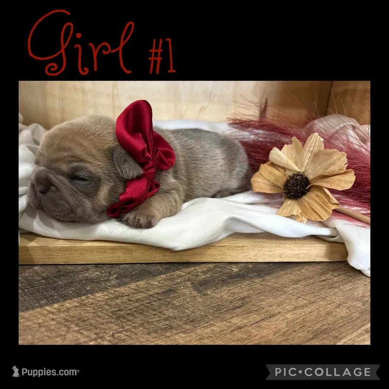 Girl #1 – French Bulldog puppy for sale in Idaho Falls, ID
