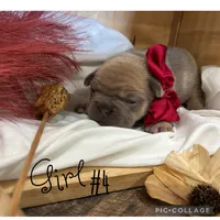 Girl #4, a female French Bulldog for sale in Idaho Falls, ID – 2 of 4