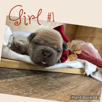 Girl #1, a female French Bulldog for sale in Idaho Falls, ID – 3 of 4