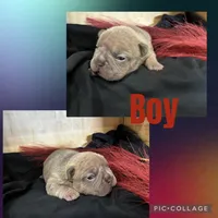 Little Boy, a male French Bulldog for sale in Idaho Falls, ID – 2 of 3