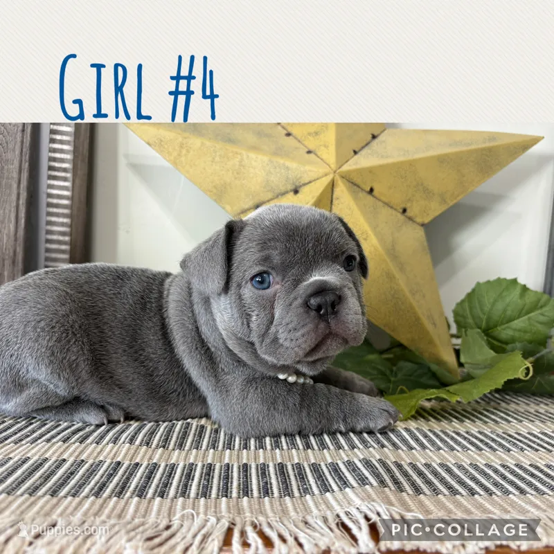 Girl #4 – French Bulldog puppy for sale in Idaho Falls, ID