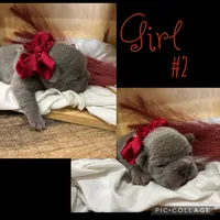 Girl #2, a female French Bulldog for sale in Idaho Falls, ID – 2 of 3