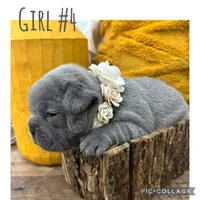 Girl #4, a female French Bulldog for sale in Idaho Falls, ID – 2 of 3