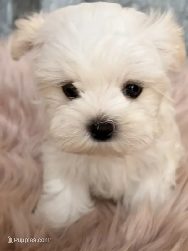 Cherri – Maltese puppy for sale in Jerome, MI